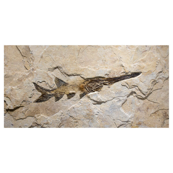 Fossil Mural 02_Q040511002cm