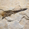 Fossil Mural 02_Q040511002cm 2