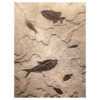 Fossil Mural 02_Q070828006cm