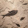 Fossil Mural 02_Q070828006cm 2