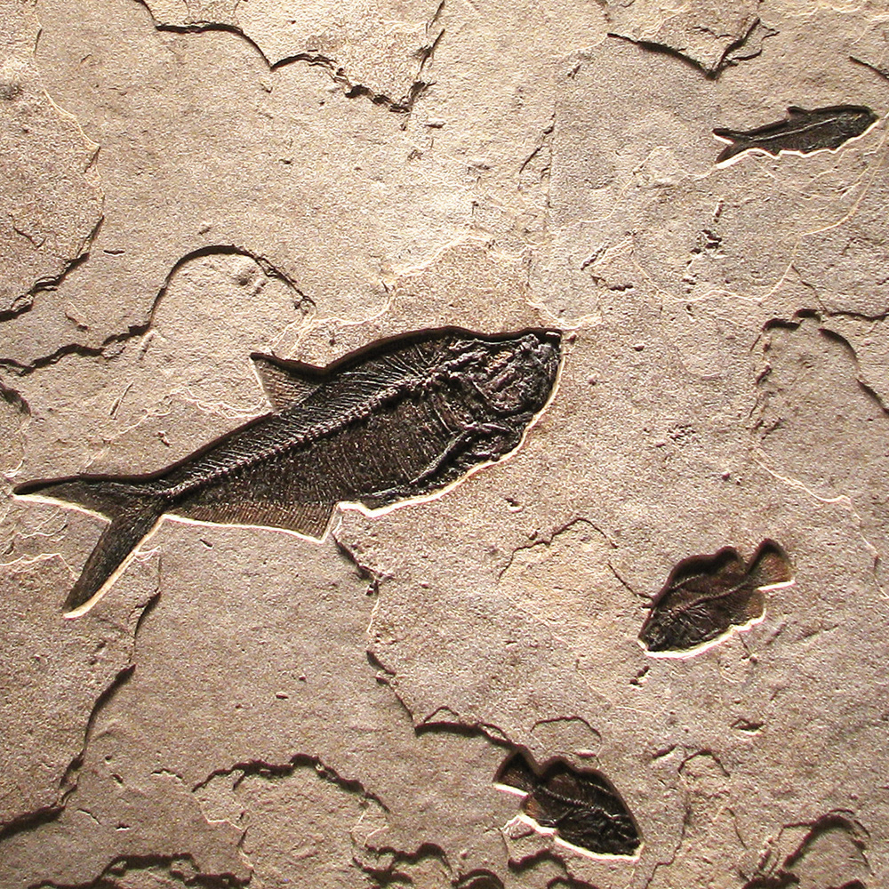 Fossil Mural 02_Q070828006cm