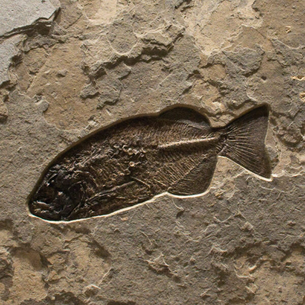 Fossil Mural 02_Q080626001gm