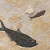 Fossil Mural 02_Q090616063am 2