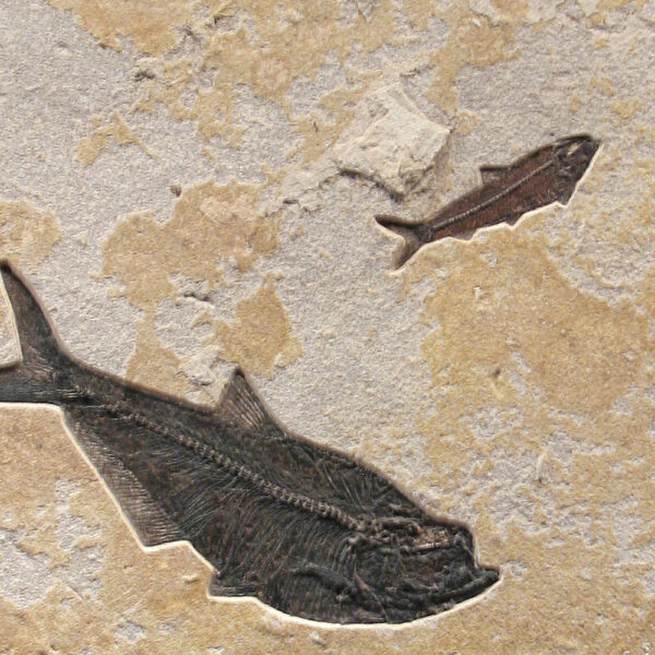 Fossil Mural 02_Q090616063am