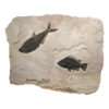 Fossil Mural 02_Q100623023cm