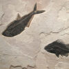 Fossil Mural 02_Q100623023cm 2