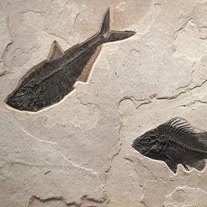 Fossil Mural 02_Q100623023cm