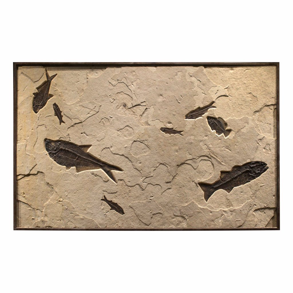 Fossil Mural 02_Q100701012cm