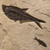 Fossil Mural 02_Q100701012cm 2