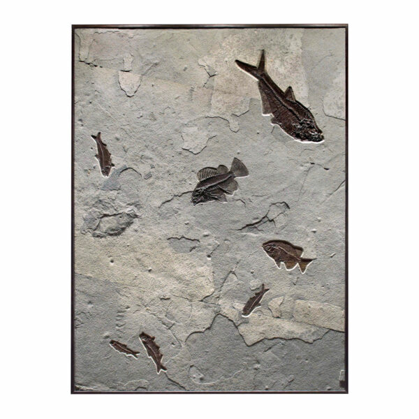 Fossil Mural 02_Q100831010cm