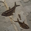 Fossil Mural 02_Q100831015cm 2