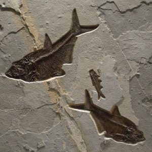 Fossil Mural 02_Q100831015cm