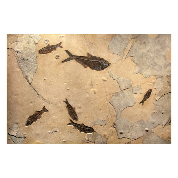 Fossil Mural 02_Q110616008am