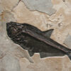 Fossil Mural 02_Q110718018am 2