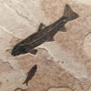 Fossil Mural Q110811037cm 2