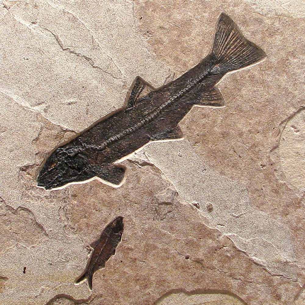 Fossil Mural Q110811037cm