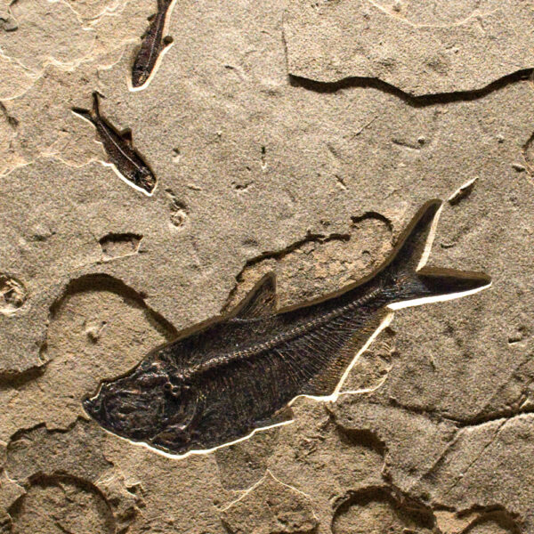 Fossil Mural 02_Q110922001gm