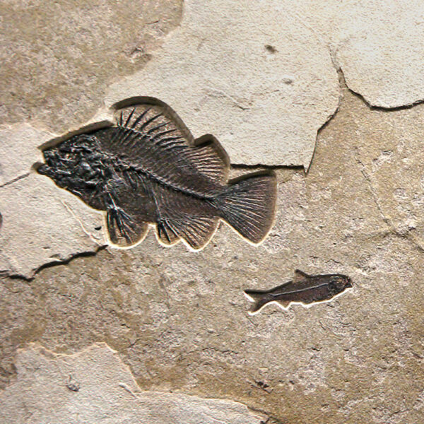 Fossil Mural Q110928002
