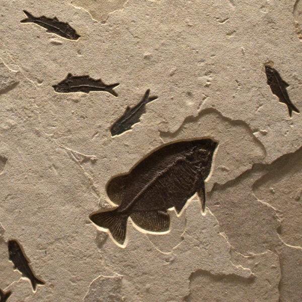 Fossil Mural 02_Q120803001gm