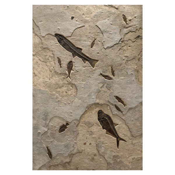 Fossil Mural 02_Q130626004gm