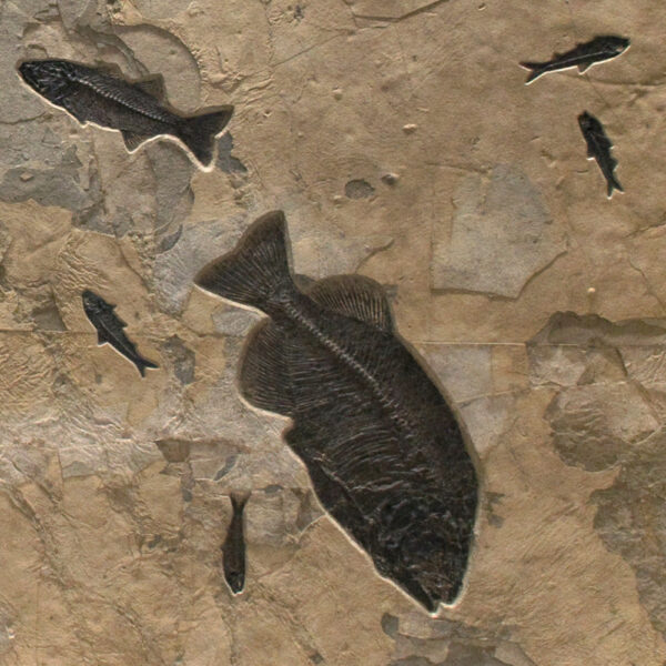 Fossil Mural 02_Q131023001gm