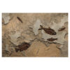 Fossil Mural 02_Q131028009am