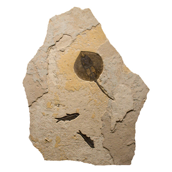 Fossil Mural 02_Q150908004am