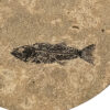 Fossil Stone Drink Table (Round) 170111318t 4