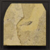 Fossil Shadow Box 171004601 3