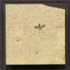 Fossil Shadow Box 171004603 3