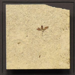 Fossil Shadow Box 171004603