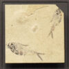 Fossil Shadow Box 171004605 3