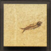 Fossil Shadow Box 171004606 3