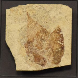 Fossil Shadow Box 171004608