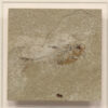 Fossil Shadow Box 171004618 3