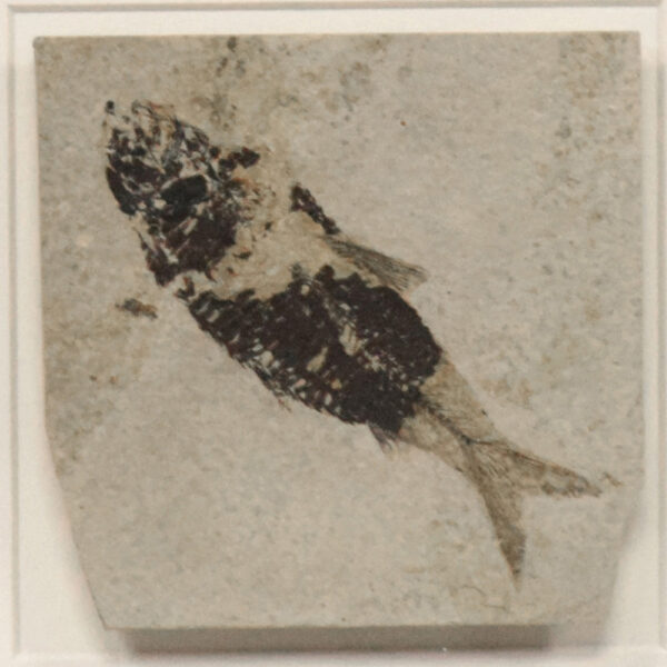 Fossil Shadow Box 171004620