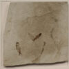 Fossil Shadow Box 171004626 3