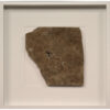 Fossil Shadow Box 171004628