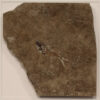 Fossil Shadow Box 171004628 3