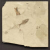 Fossil Shadow Box 171004631 3