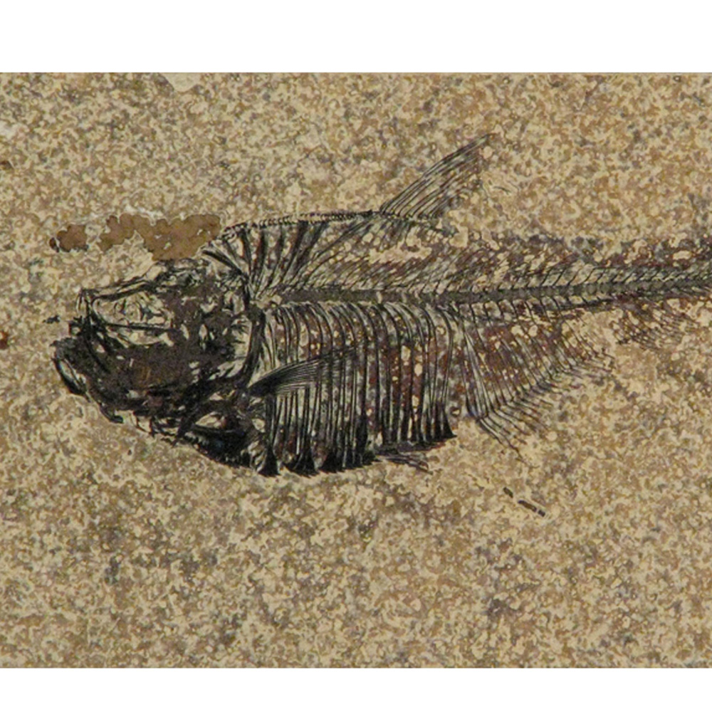 Fossil Tile (Honed) DL48_H033