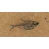 Fossil Tile (Honed) DR48_H101