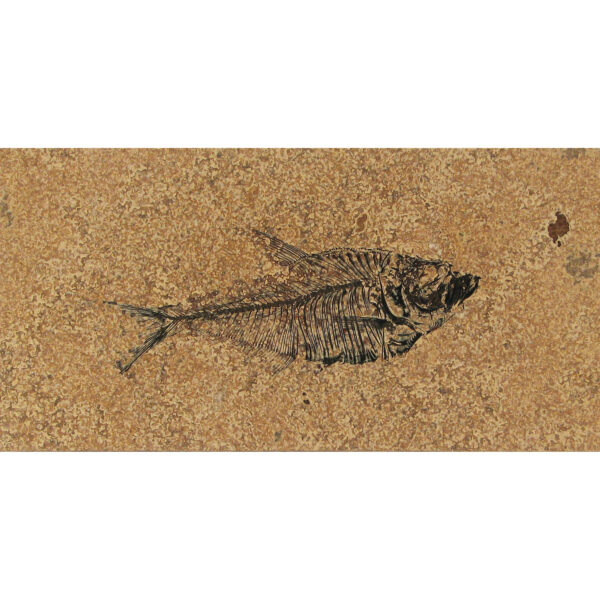 Fossil Tile (Honed) DR48_H101