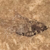 Fossil Tile (Honed) DR48_H109 3