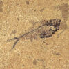 Fossil Tile (Honed) DR66_H080 3
