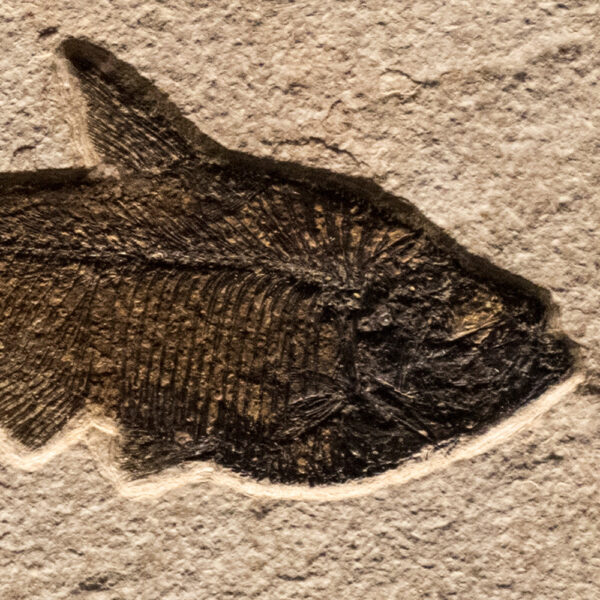 Fossil Tile (Natural) DR66_N164