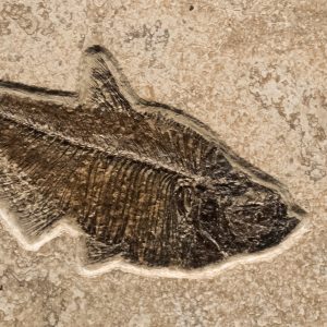 Fossil Tile (Combination) DR66_S221