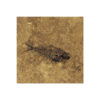 Fossil Tile (Honed) DR88_H066