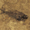 Fossil Tile (Honed) DR88_H066 3