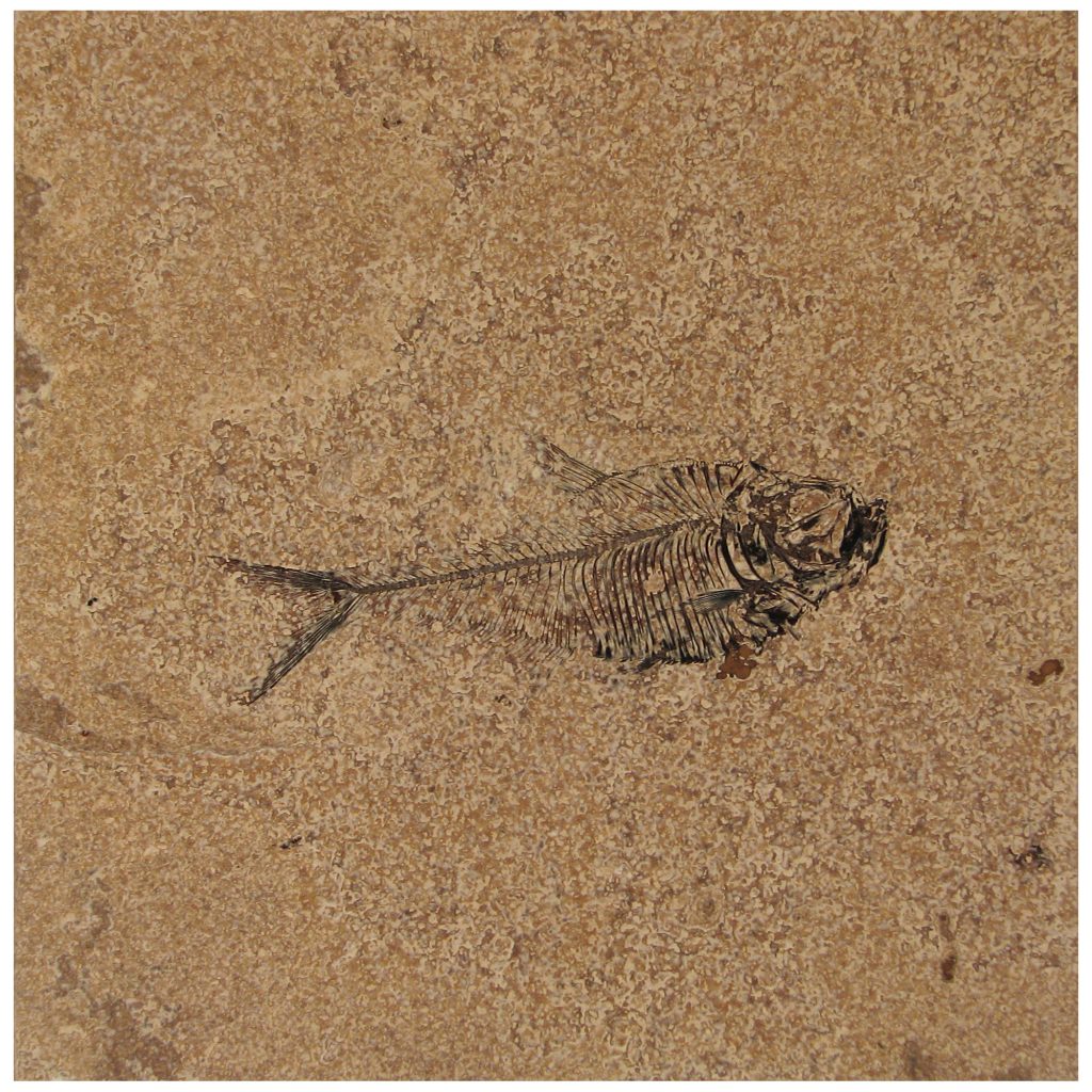 Fossil Tile (Honed) DR88_H114